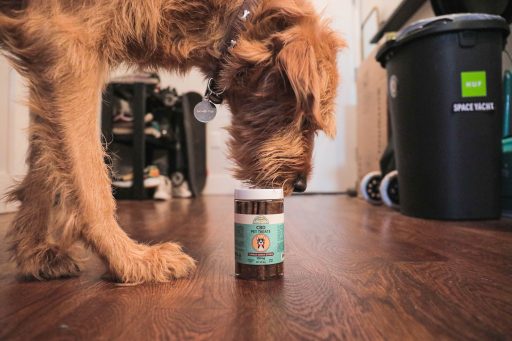 Dog sniffing CBD Pet Treats from Crystal Creek Organics
