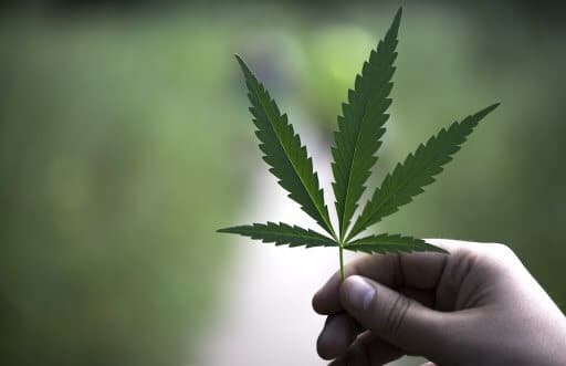 Grass Plant Nature Leaves Green Hemp Plants
